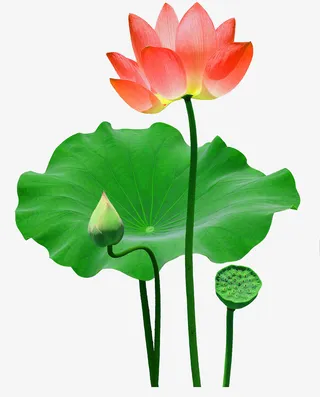 夏天里的荷花荷叶免抠