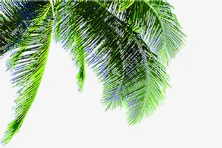 绿色春天景色树叶免抠