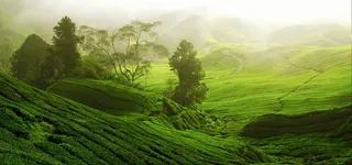 绿色文艺梯田大气风景背景图高清