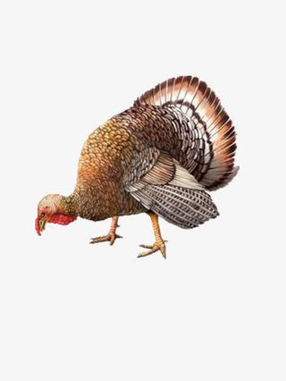 卡通的火鸡图片免抠