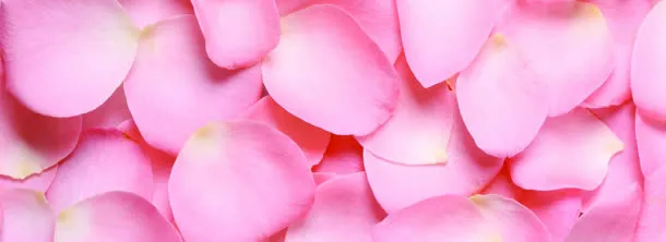 花瓣免抠