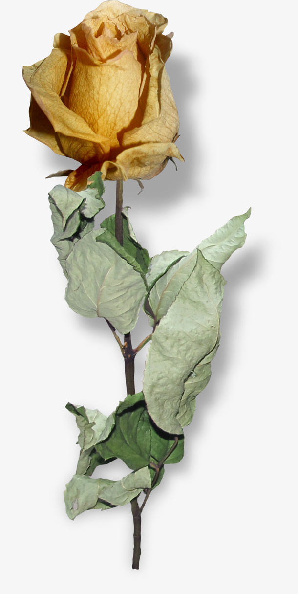 漂亮创意花朵免抠