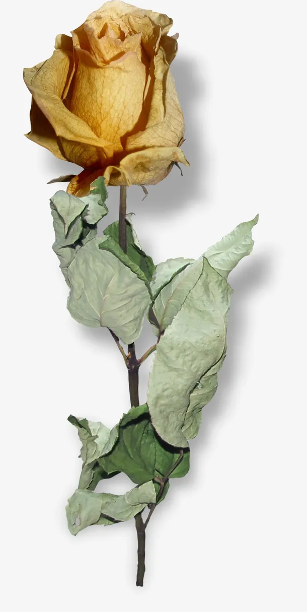 漂亮创意花朵免抠