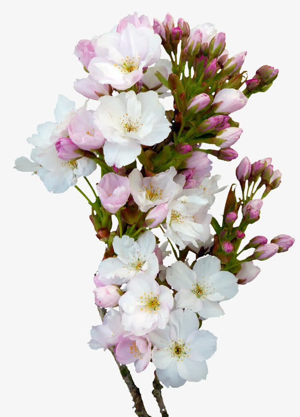 樱花束图免抠