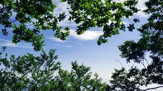 春天蓝天 绿树 松树高清