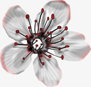白色花朵免抠