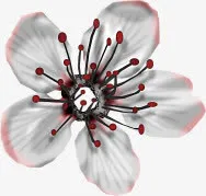 白色花朵免抠