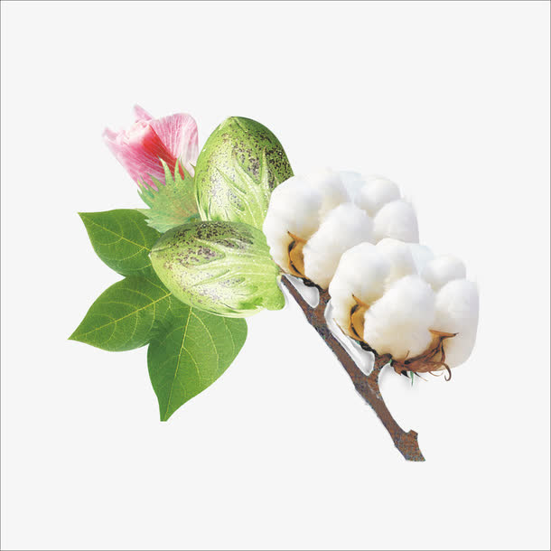 棉花免抠