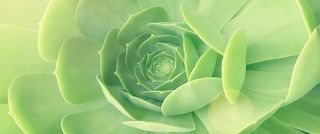 清新多肉植物背景高清