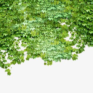 墙头爬山虎免抠素材免抠