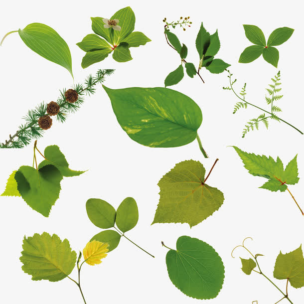 绿色植物叶子免抠