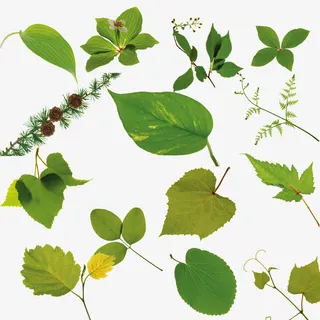 绿色植物叶子免抠