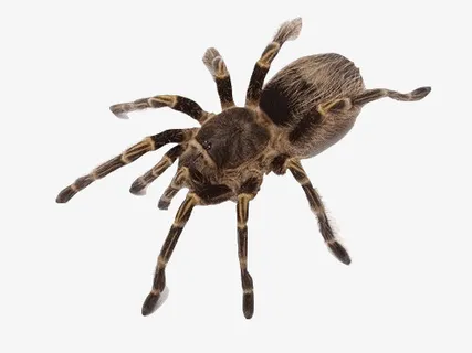 爬宠蜘蛛蜥蜴四脚蛇乌龟蝎子变色免抠