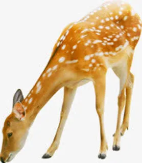 可爱麋鹿造型设计动物免抠