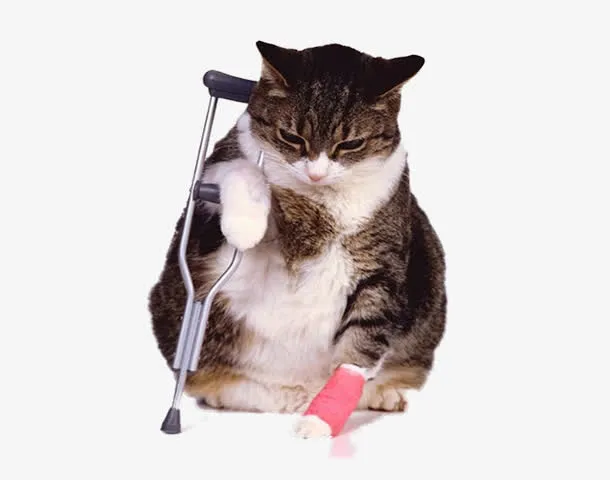 受伤的猫咪素材图片免抠