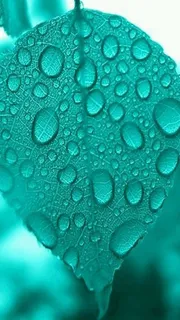 绿色树叶水珠H5背景高清 绿色树叶水珠H5背景高清