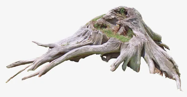枯木木桩木根免抠