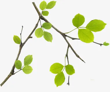 春季黄绿色树枝树叶免抠