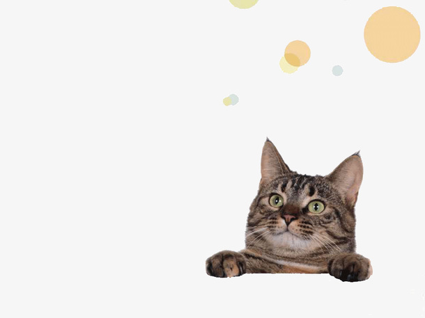 可爱大猫咪PPT模板免抠