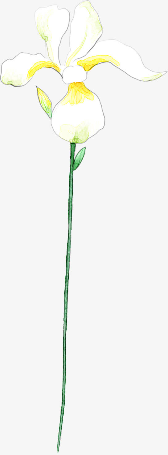 白色花卉鲜花主题免抠