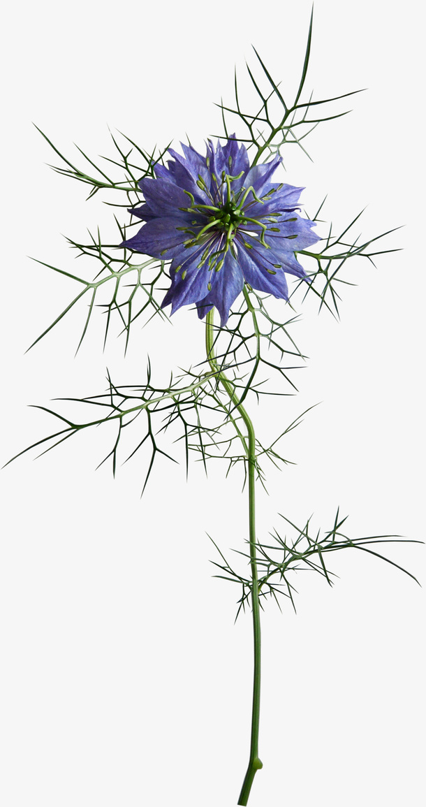 花卉免抠