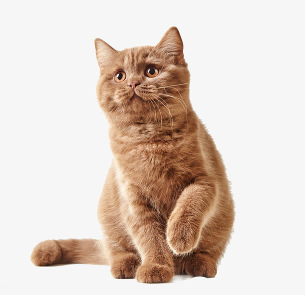 可爱的猫咪免抠