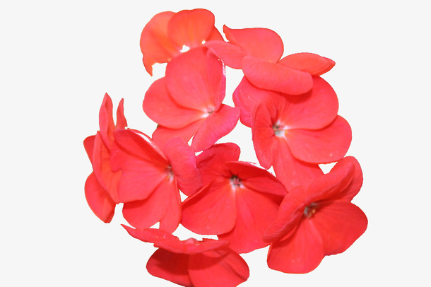 指甲花 花瓣 小桃红 金凤花免抠