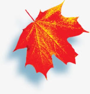 黄红枫叶元素免抠