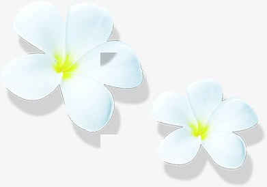白色卡通唯美小花免抠