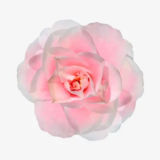 抽象花朵手绘鲜花素材免抠