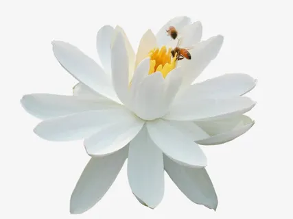 莲花免抠 莲花免抠