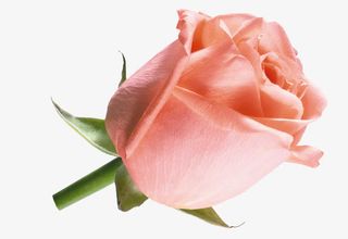 抽象鲜花图片素材唯美花卉图片免抠