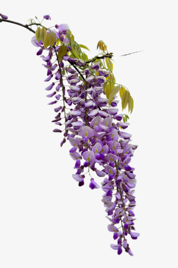 美丽的紫藤花免抠
