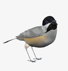 灰色喜鹊鸟类动物免抠