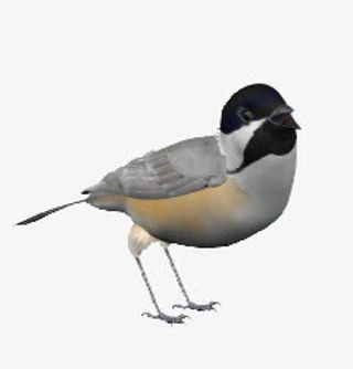 灰色喜鹊鸟类动物免抠