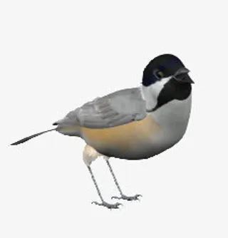 灰色喜鹊鸟类动物免抠