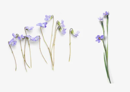 春天花草装饰元素免抠 春天花草装饰元素免抠