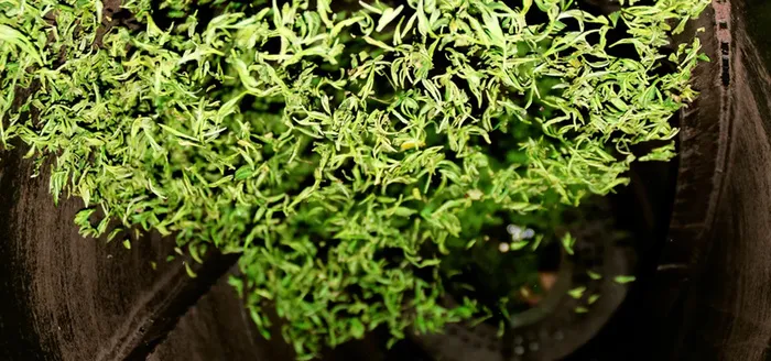 炒茶背景图高清