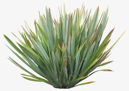 绿色的小草免抠