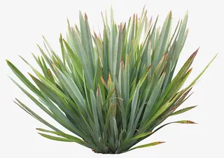 绿色的小草免抠