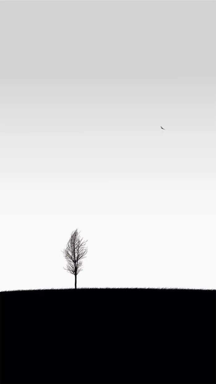 黑白一棵树剪影背景高清