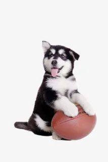 拿橄榄球的狗狗免抠