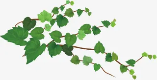 绿色手绘春天植物花藤美景装饰免抠