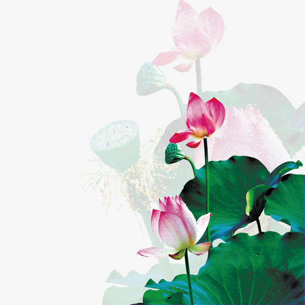 中秋节荷花免抠