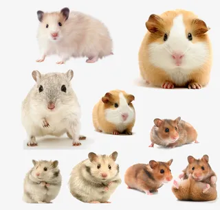 宠物仓鼠合集免抠