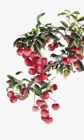 荔枝树上的小鸟国画免抠