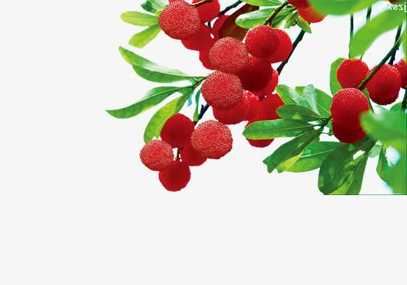 杨梅免抠