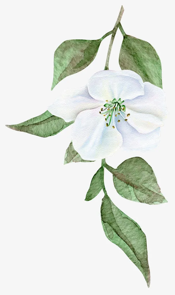 白色的花和叶子免抠