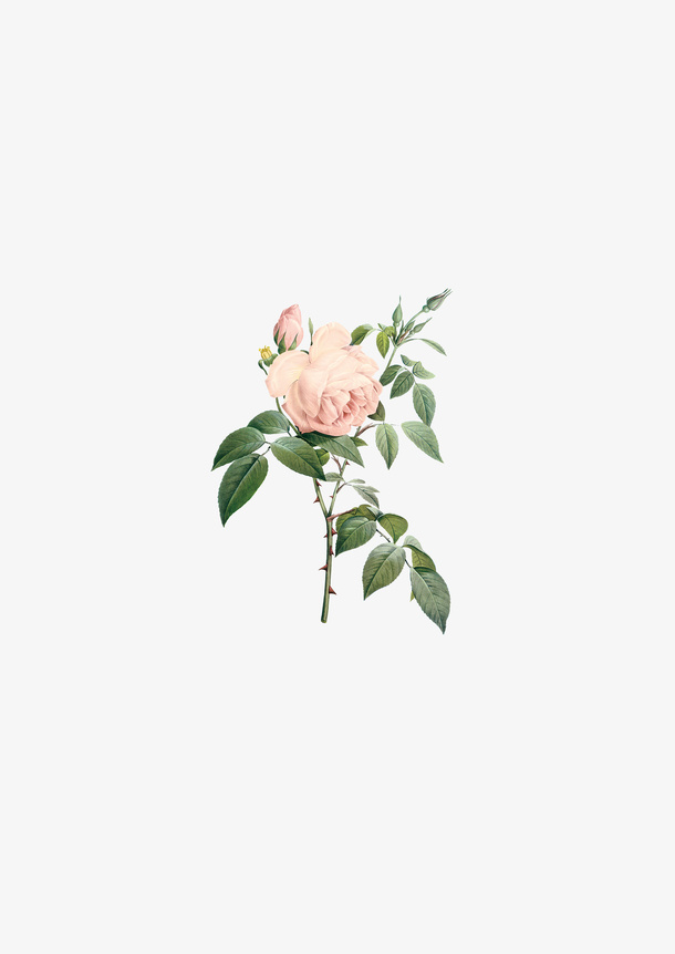 手绘花朵鲜花单支免抠