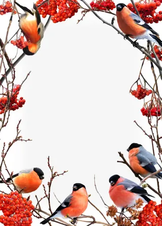 红色花鸟果实边框相框背景